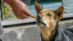 পথ কুকুর।