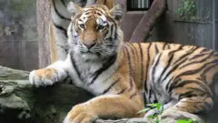 Тигр лежит на бревне