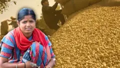 ગુજરાત, મગફળીના ભાવ, મગફળીના બજારભાવ, બીબીસી ગુજરાતી, ગુજરાતની ખેતી, ખેતપેદાશ, સિંગતેલના ભાવ, સિંગતેલ, ગુજરાતમાં વેપાર, રાજકોટ, ગોંટલ, માર્કેટયાર્ડ