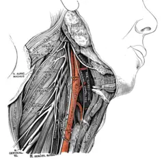 Ilustração científica da anatomia humana com legendas em latim/italiano: Nervo laríngeo recorrente.