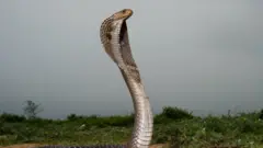विषालु सर्प