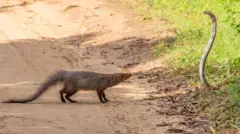 பாம்பு – கீரி 