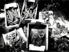 Foto preto e branco mostra caixa com ossos