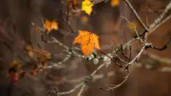 تظهر في الصورة مجموعة من أوراق الشجر، إحداها واضحة جداً لونها يميل إلى البرتقالي، لا تزال على فرع الشجرة ذات الأغصان المتعبة في فصل الخريف. الصورة التُقطت في السويد.