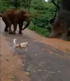 ElephantVsDog