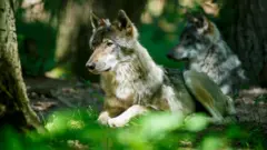 Два волка отдыхают среди деревьев