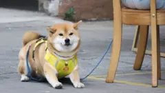 一隻棕色柴犬匍伏人行道上，兩位女飼主正坐在香港元朗一家地方食店門前的露天餐桌用餐（7/2/2026）