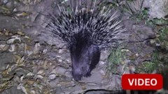 கோவையில் குடியிருப்பு வளாகத்திற்குள் நுழைந்த முள்ளம்பன்றி