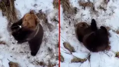 हिउँमा खेल्दै गरेको भालु