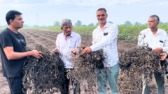 માવઠું, કમોસમી વરસાદ, પાક, ખેતી, ગુજરાત, જિતુભાઈ વાઘાણી બીબીસી ગુજરાતી ખેડૂત સહાય ફૉર્મ તલાટી કમ મંત્રી