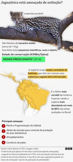 Infografia mostra mapa de habitat da jaguatirica, ocupando todo o Brasil