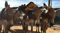 வேலை செய்யும் கழுதைகள் குவாரியில் வண்டியை இழுக்கின்றன