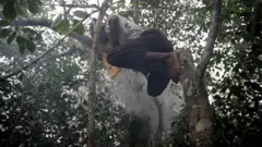 डॉ. अमलारपवनाथन जोसेफ म्हणतात की मधमाशांच्या दंशामध्ये विषारी घटक असतात.