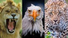 AFCON 2025: Je, unayajua majina ya timu zitakazoshiriki Kombe la Mataifa ya Afrika?