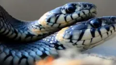 ஆணை விழுங்கி விடும் பெண் பாம்பு 