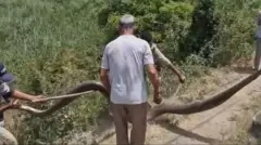 உத்தராகண்ட்: வயலுக்குள் புகுந்த ராட்சத பாம்பு - போராடிப் பிடித்த வனத்துறை