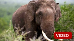 காணொளி: கோவையில் ஊருக்குள் புகுந்த யானை- பீதியடைந்த மக்கள்