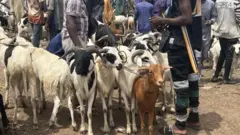 কোরবানির পশু