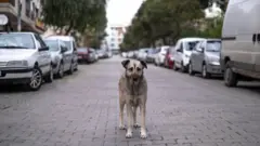 Sokak köpeği