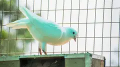 પંજાબમાં કબૂતરદોડ