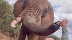 Un touriste versant de la bière dans la trompe d'un éléphant suscite la colère au Kenya