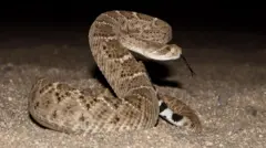 பாம்புகள், ஊர்வன, அரிசோனா, ராட்டில்ஸ்னேக்