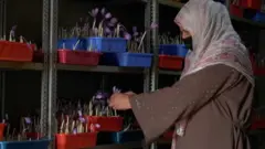 ਕੇਸਰ ਦੀ ਖੇਤੀ
