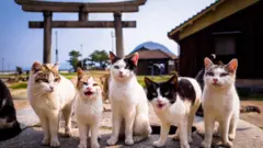 Vários gatinhos em frente a um portal estilo japonês