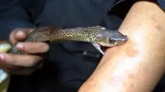 Maciji ya sari wani mutum a hannunsa