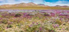 صحرای آکاتاما
