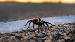 Fotografiacódigo promocional da sportingbettarântula, uma aranha grande e peluda,código promocional da sportingbetum chãocódigo promocional da sportingbetpedras