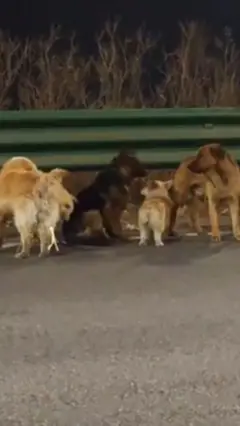 سبعة كلاب تهرب لتعود إلى قريتها في الصين