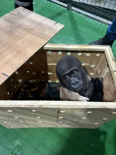 A baby gorilla is seen in a crate after it was seized by Turkish customs officers at Istanbul Airport in Istanbul, Turkey, December 21, 2024. Turkish Trade Ministry/Handout via REUTERS ATTENTION EDITORS - THIS PICTURE WAS PROVIDED BY A THIRD PARTY. NO RESALES. NO ARCHIVES.