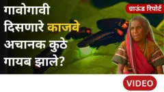 एकेकाळी गावागावांत आणि घरांमध्ये दिसणारे काजवे आता जंगलांमध्येच का दिसतात?