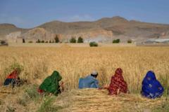 Афғонистон Покистон буғдойига қарамликни қандай йўқотди? Бунда Ўзбекистоннинг ўрни қандай?