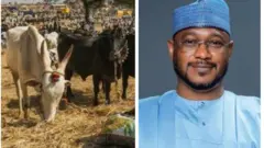 Aworan gomina Zamfara David Lawan atawọn maalu