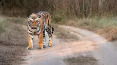 పులి