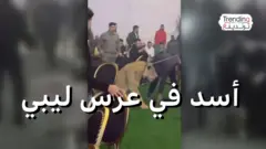 أسد في عرس ليبي