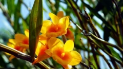 தைவான், காலநிலை மாற்றம், எல் நினோ, சுற்றுச்சூழல், இயற்கை, பழங்குடியினர்