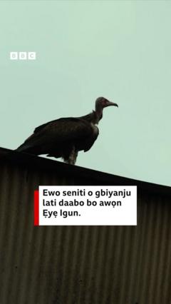 Wo ọ̀pọ̀ àǹfààní ẹyẹ Igún àti ewu tó wà nínú bí ẹyẹ náà ṣe ń tán lọ nílẹ̀ wa 