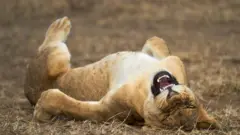 ኣንበሳ