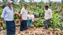 పడిపోయిన అరటి తోట