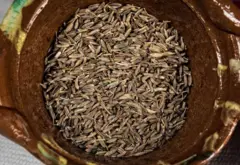 બીબીસી ગુજરાતી જીરું ગુજરાત રાજસ્થાન ખેતી ખેડૂત શિયાળુ પાક વાવેતર જીરાના ભાવ