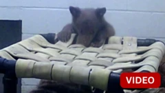 குட்டிக்காக தாய்க் கரடி போல வேடமிட்டு வளர்க்கும் பராமரிப்பாளர்