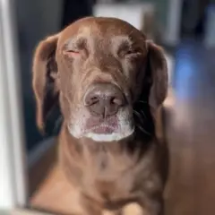 Tommy, o cachorro, olhando para a câmera