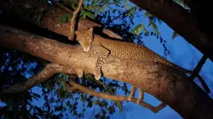 Leopardo em cima de árvore