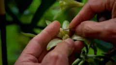 A polinização manualgalo betanobaunilha