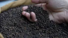 अरब और भारत के बीच संबंध व्यापार के माध्यम से बने, इसमें काली मिर्च का ट्रेड काफ़ी अहम था और इसी के साथ इस्लाम का आगमन हुआ (सांकेतिक तस्वीर)