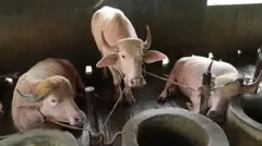 A rare species of buffalo was sold from a farm in Narayanganj