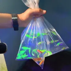 Sacola com água e peixes coloridos dentro